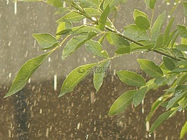 雨,滴,葉