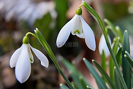 雪花莲,kikelet pansio,春天