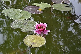 百合,花卉,湖