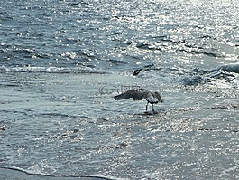 海鷗,鳥