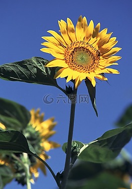 向日葵,夏天花,太陽花