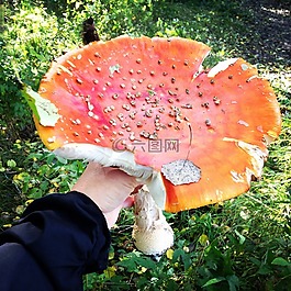 飛木耳,秋季,紅色