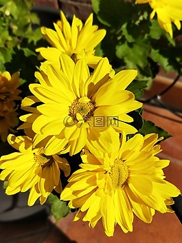 花,黃色,雛菊