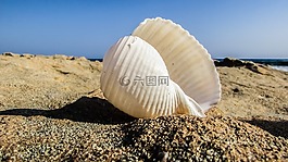 外殼,海灘,海