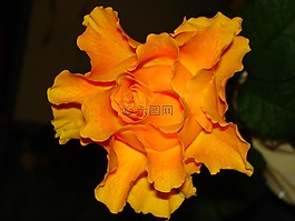 玫瑰,黃色,花
