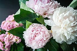 花,牡丹,开花