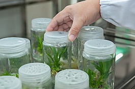 植物組織培養設施,生物技術研究所,大學馬來西亞沙巴州