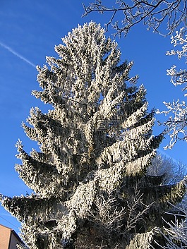 樹,弗羅斯特,雪