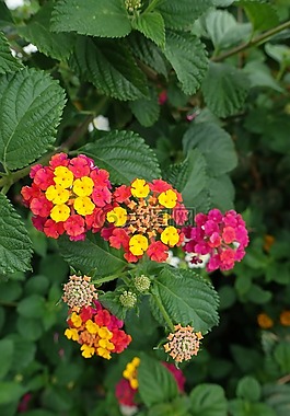 宏,夏天,花卉