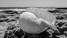 貝殼,海灘,外殼