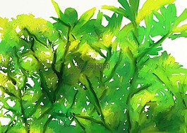 kumkumam,喀拉拉邦,數(shù)字繪畫