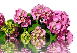 八仙花,孤立,開(kāi)花
