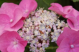 八仙花,母親節(jié),粉紅色