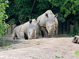 犀牛,動(dòng)物園