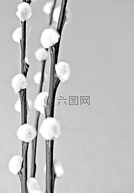 植物,冬天,花