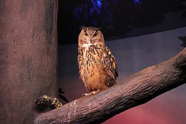 貓頭鷹,動物園,鳥