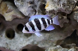 六間,cichlid,tanganyikan