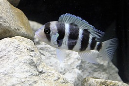 六间,cichlid,tanganyikan