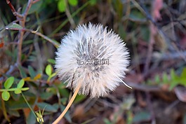 蒲公英,種子,花