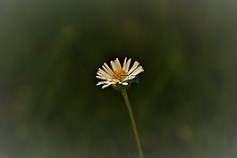 花,太陽(yáng)花,性質(zhì)