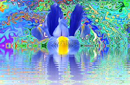 虹膜,開花,花