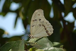 蝴蝶,昆虫,花园