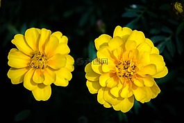 万寿菊,万寿,花的