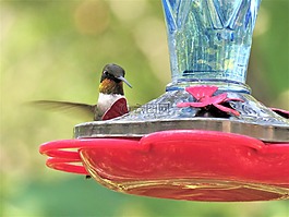 鳥,蜂鳥,野生動物