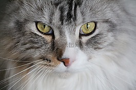 猫,主要摆放好,缅因库恩猫