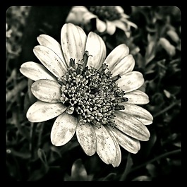 花,廠,性質(zhì)