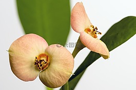 花,開花,工廠