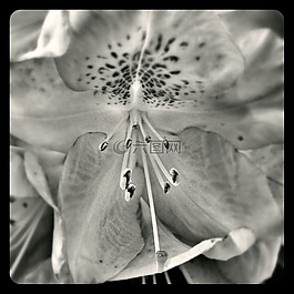 花,廠,性質(zhì)