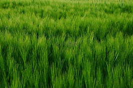 谷物,麥田,大麥