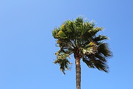 棕櫚,樹,天空