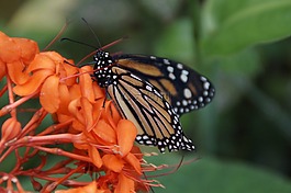 danaus plexippus,蝴蝶,加那利群岛