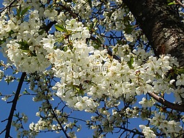 櫻花,開花,花