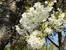 櫻花,開花,花