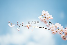 開花,花,盛開