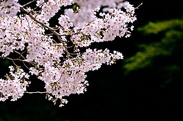 櫻桃,櫻花,日本