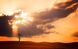 景觀,樹,性質