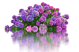 绣球,鲜花,布什