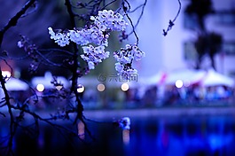 櫻桃,櫻花,日本