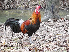 公雞,鳥,動(dòng)物