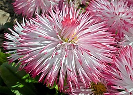 性質(zhì),植物,花