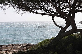 樹,馬洛卡,秋季