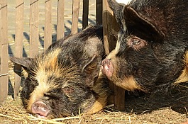 動物,哺乳動物,豬
