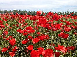 罌粟,春天,klatschmohn