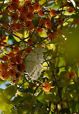 蝴蝶,昆虫,花园