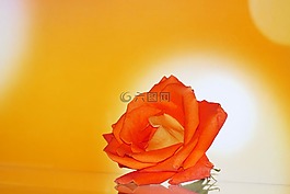 玫瑰,花,橙
