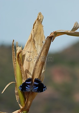 蝴蝶,昆蟲(chóng),花園